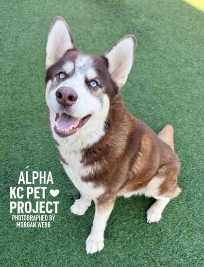 Alpha photo
