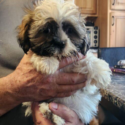 Cannoli (#412), Adoptable, Puppy Male Shih Tzu.