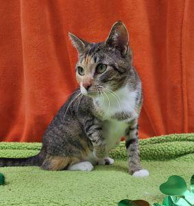 Margarita, a ADOPTABLE Domestic Short Hair in Bucyrus, OH image 4/4