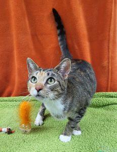 Margarita, a ADOPTABLE Domestic Short Hair in Bucyrus, OH image 3/4