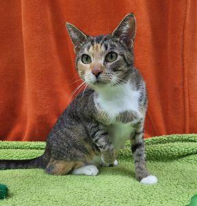 Margarita, ADOPTABLE, Adult Female Domestic Short Hair.