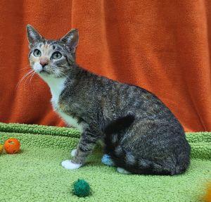 Margarita, a ADOPTABLE Domestic Short Hair in Bucyrus, OH image 2/4