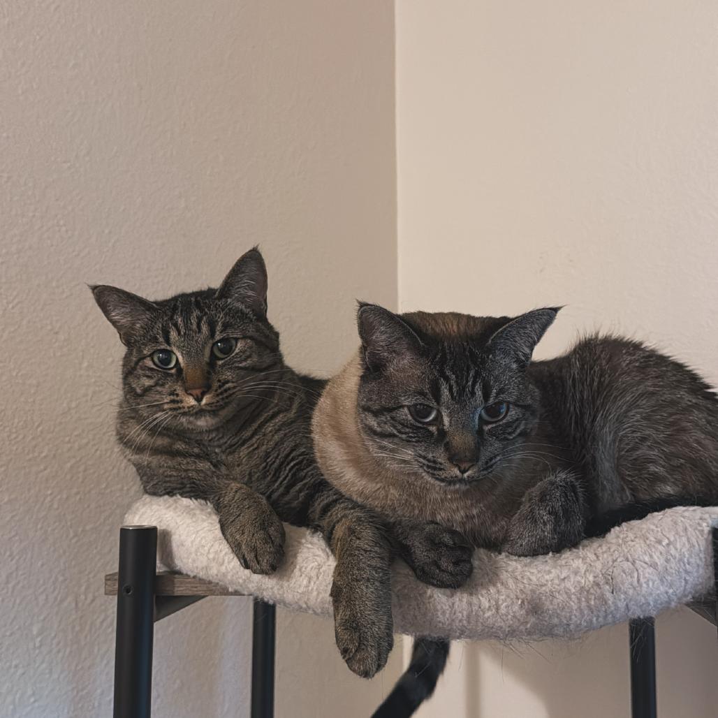 Pebbles, Adoptable, Adult Female American Shorthair.