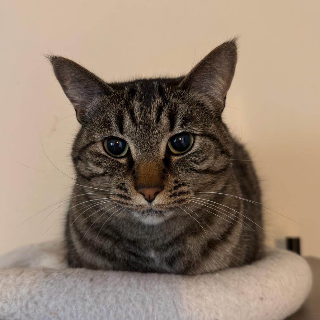 Pebbles, a Adoptable American Shorthair in Newberg, OR image 2/5