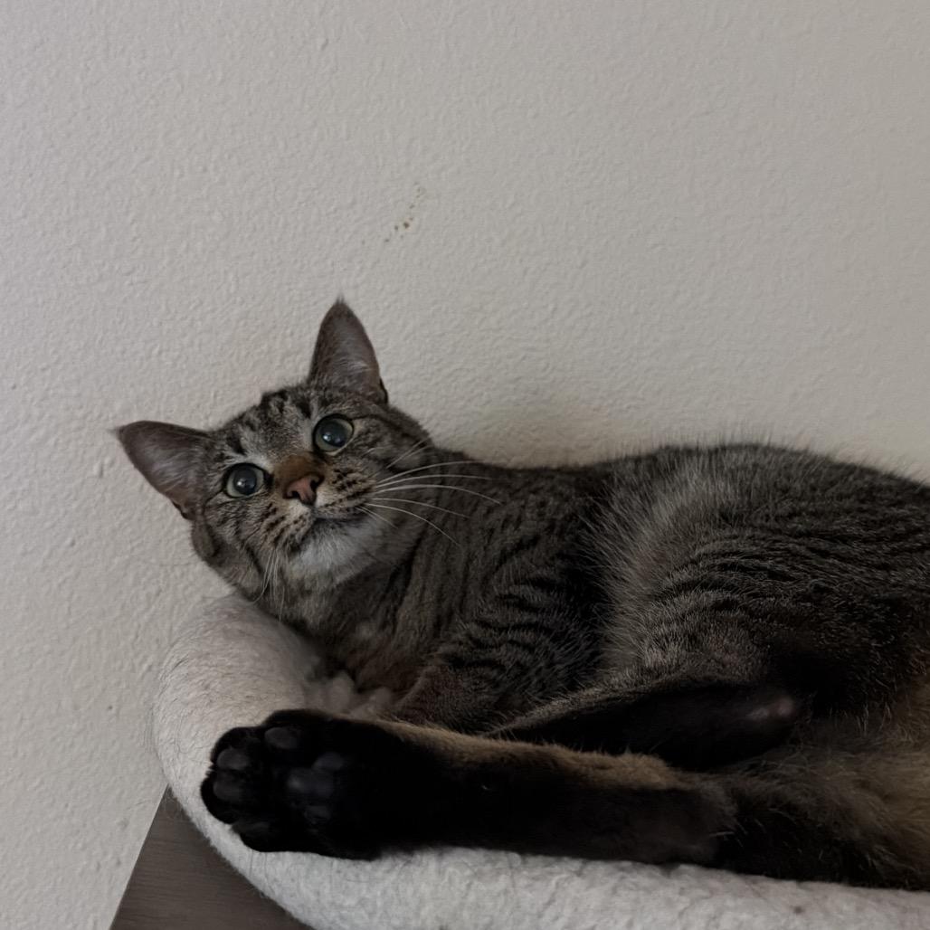 Pebbles, a Adoptable American Shorthair in Newberg, OR image 3/5