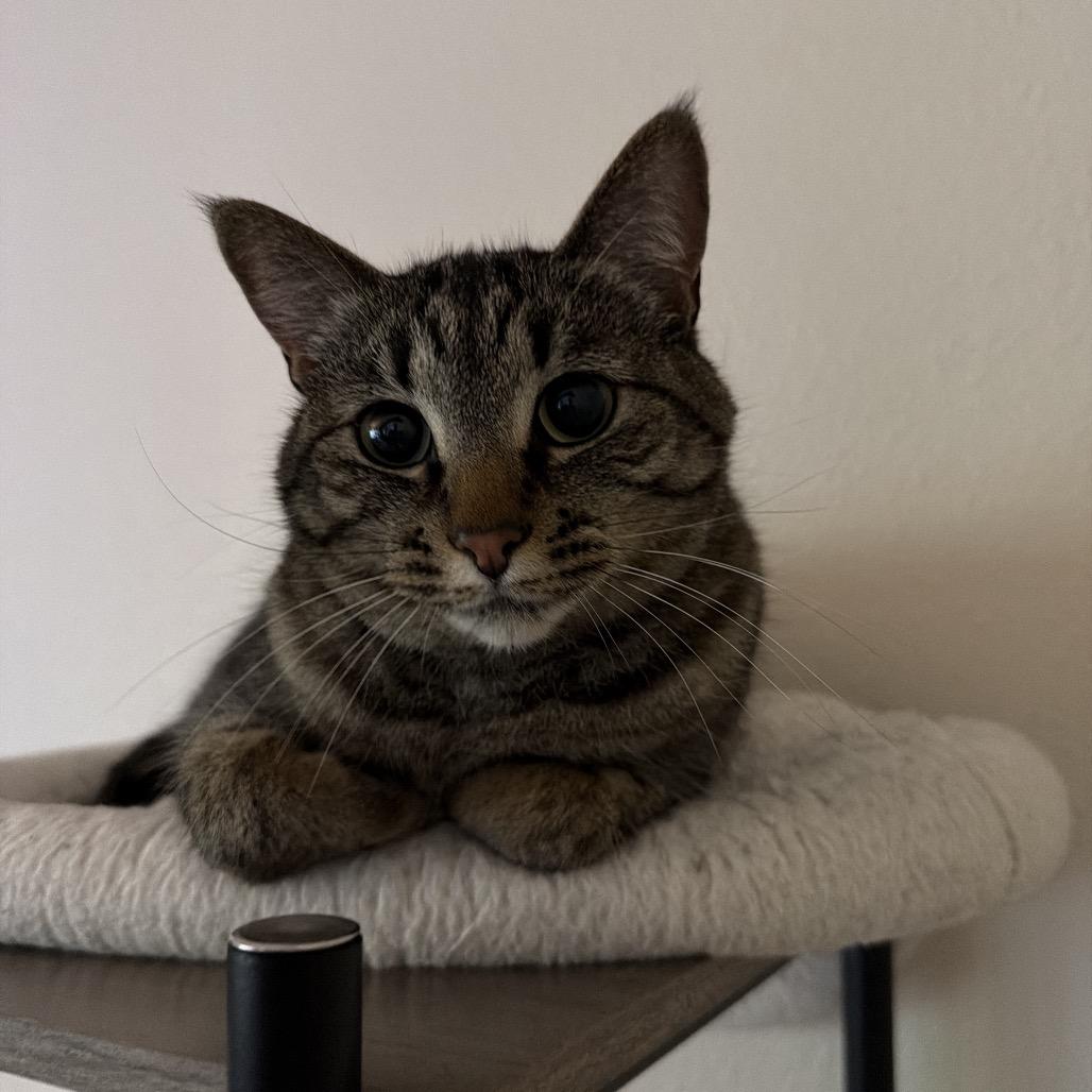 Pebbles, a Adoptable American Shorthair in Newberg, OR image 4/5