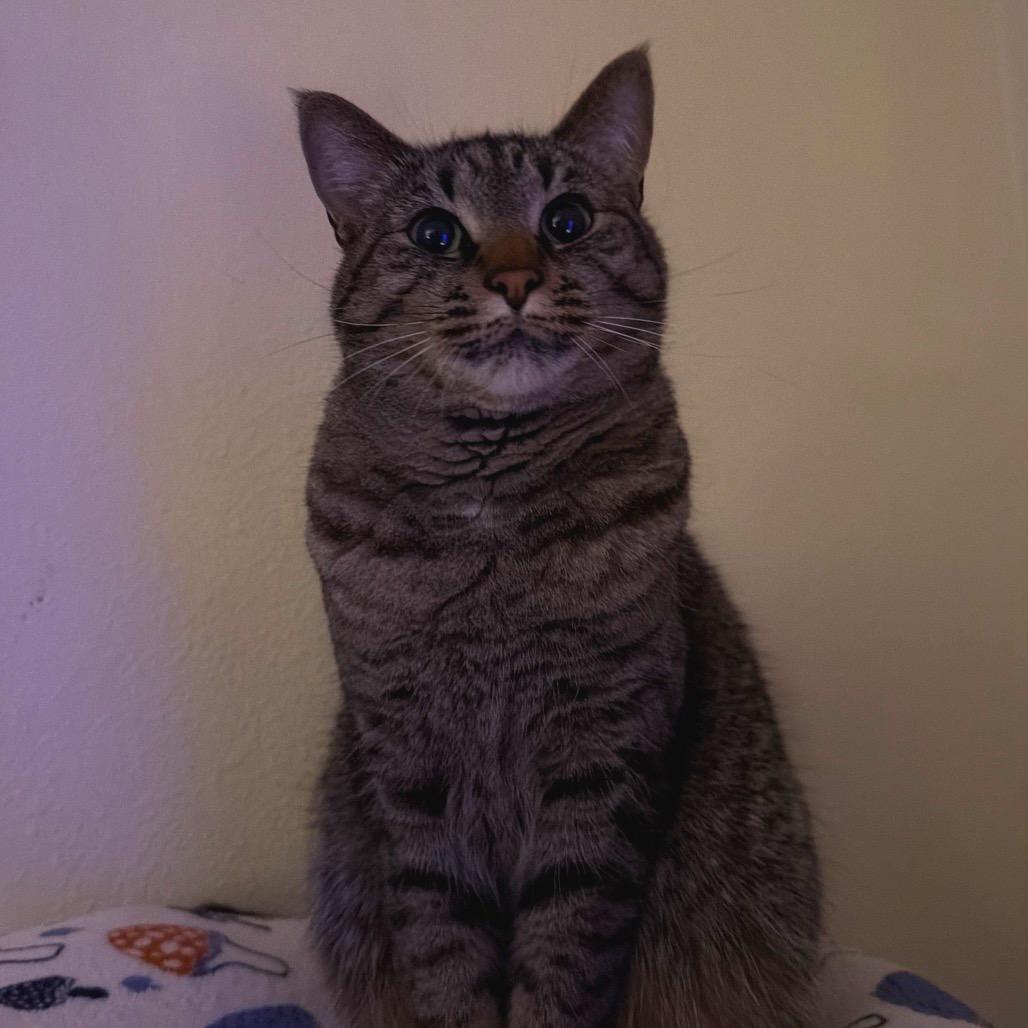 Pebbles, a Adoptable American Shorthair in Newberg, OR image 5/5