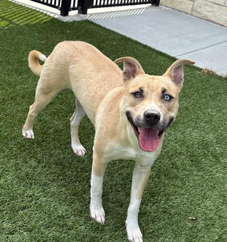 BUTTER, Adoptable, Adult Female Pit Bull Terrier & Mixed Breed.