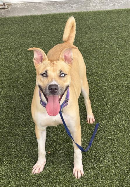 BUTTER, Adoptable, Adult Female Pit Bull Terrier & Mixed Breed.