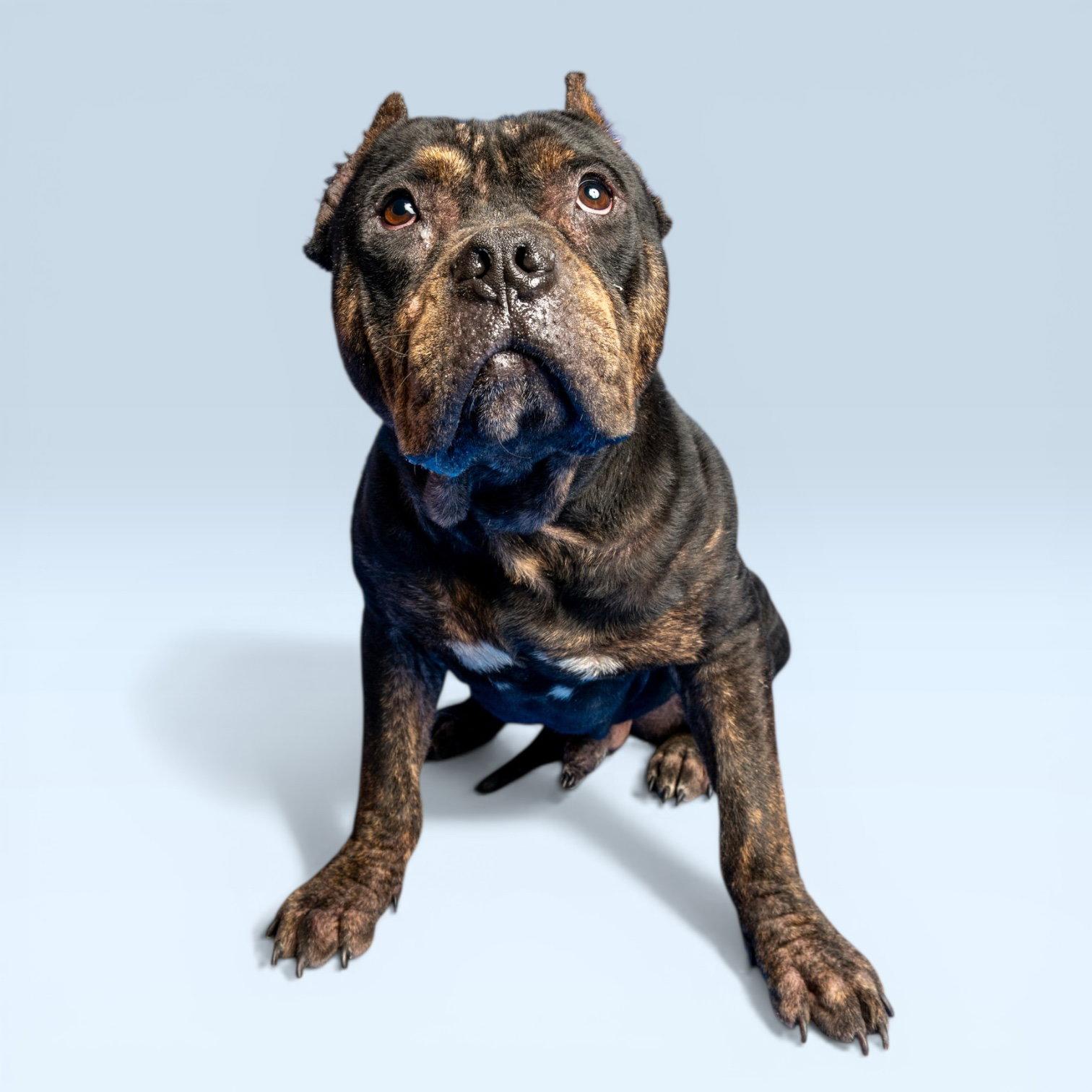 Meatball, Adoptable, Adult Male American Bulldog.