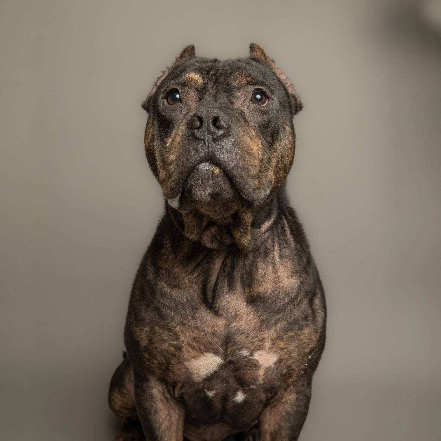 Meatball, Adoptable, Adult Male American Bulldog.