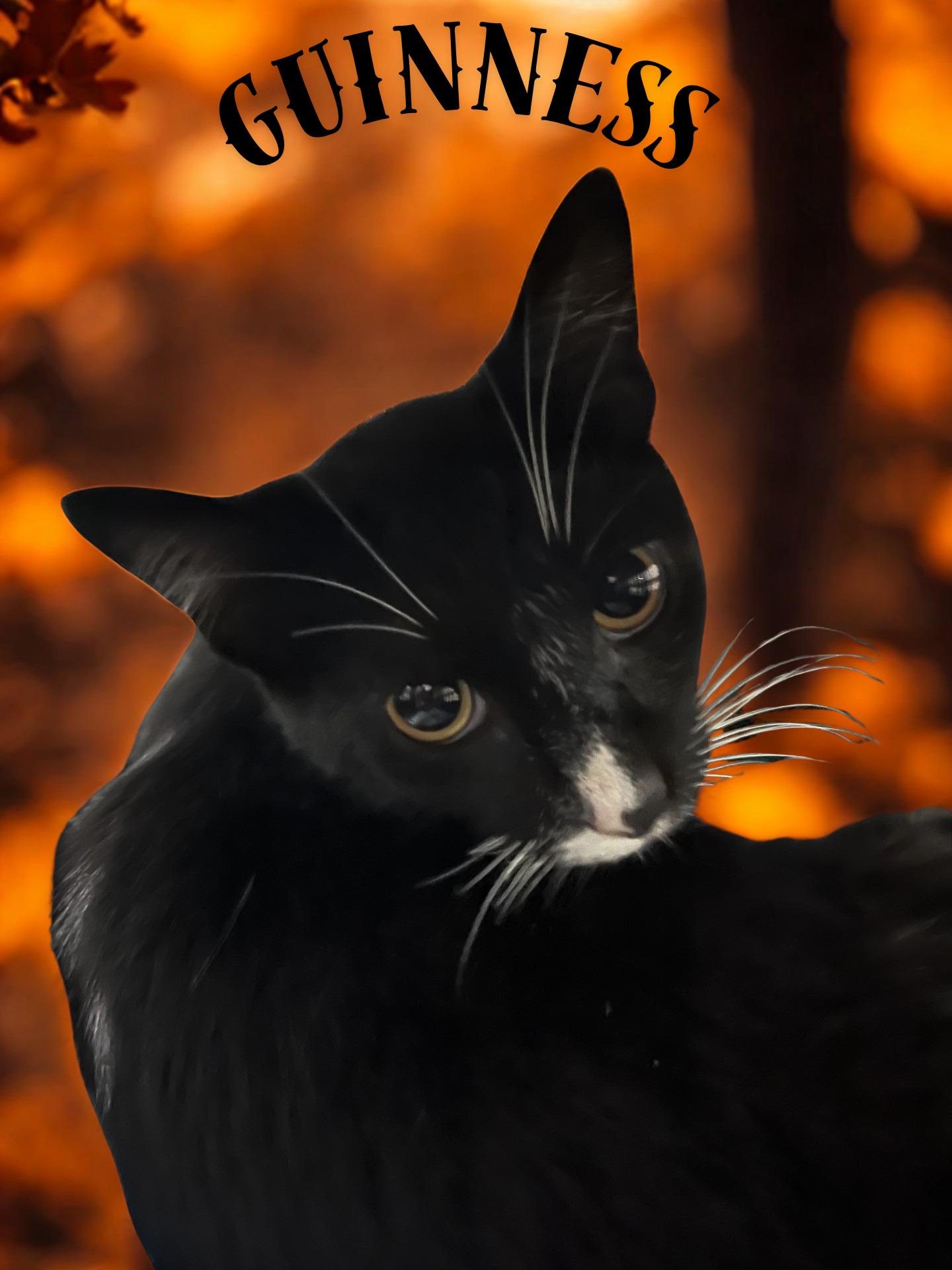 Enlarge Guinness, a ADOPTABLE Domestic Short Hair in Orleans, VT image 2/2