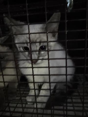 FUEGO — thumbnail 2