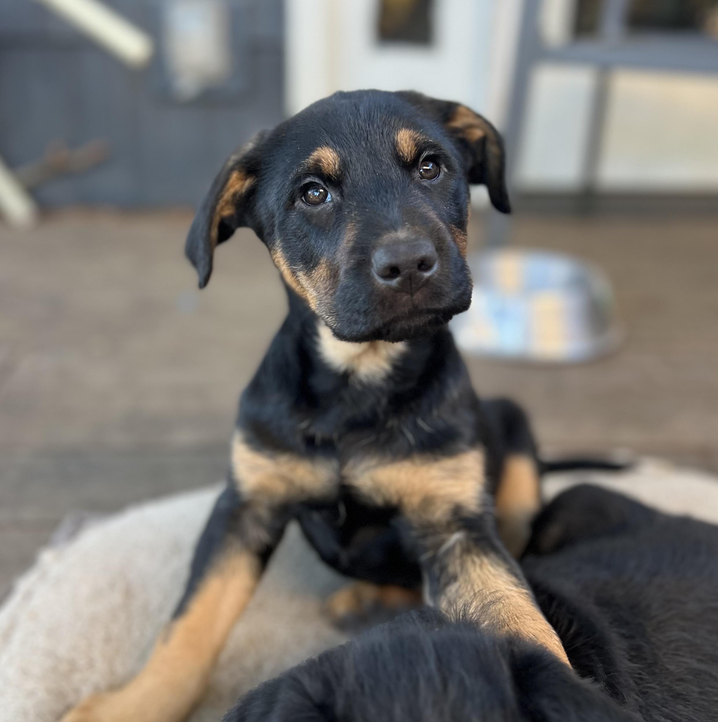 Broadway and Morrison, Adoptable, Puppy Male Golden Retriever.