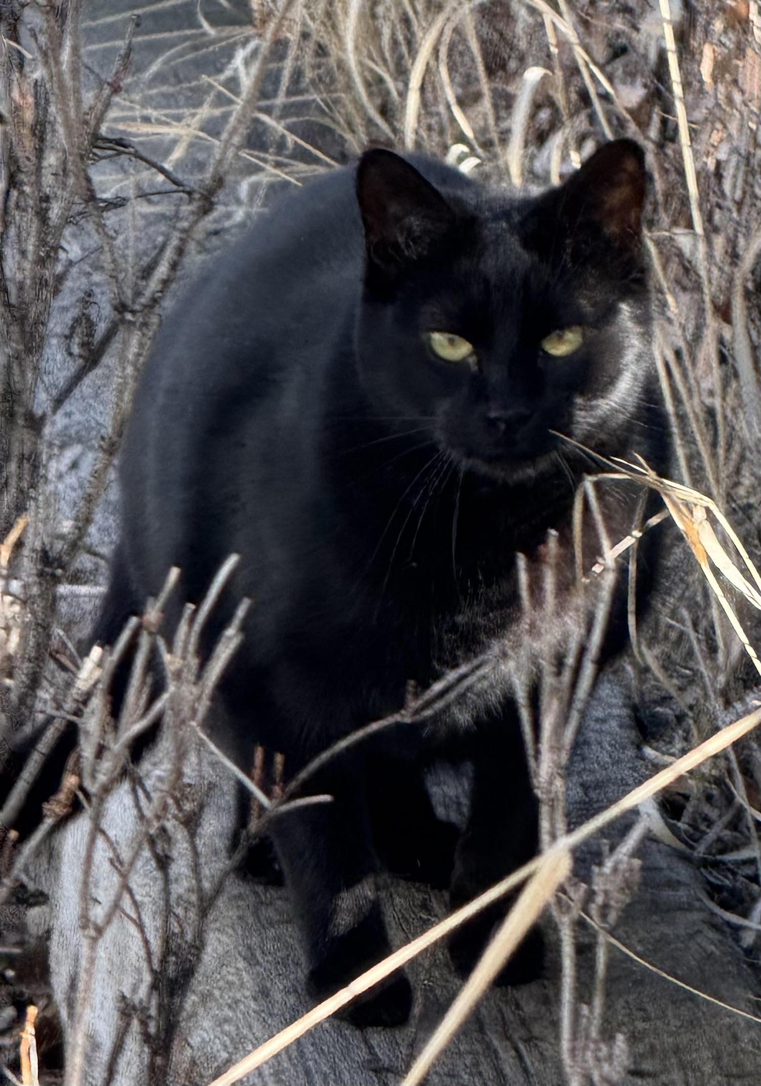 Enlarge Odin - Cushy shop or barn home candidate, a Adoptable Domestic Short Hair in Butte, MT image 2/3