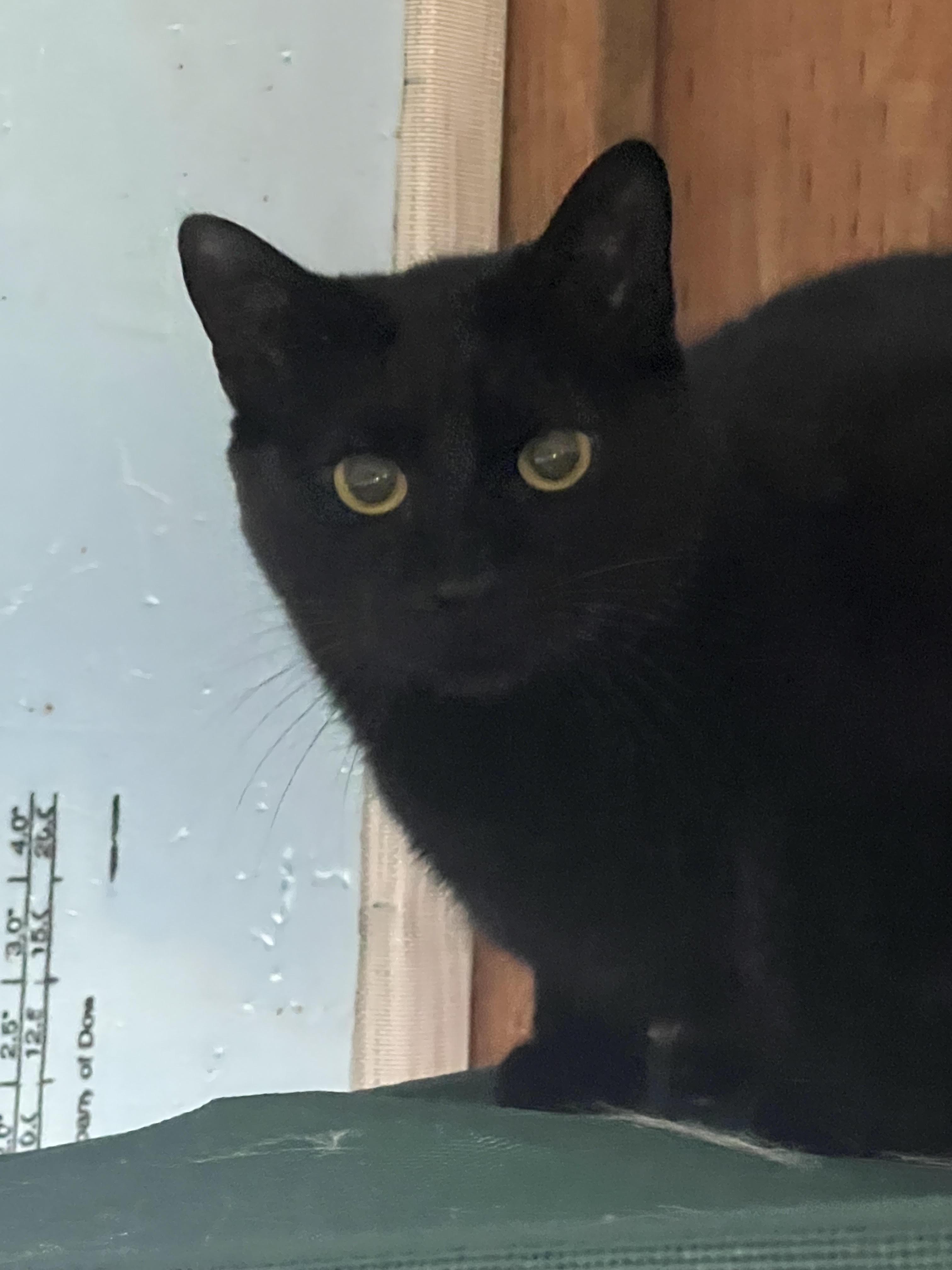 Enlarge Odin - Cushy shop or barn home candidate, a Adoptable Domestic Short Hair in Butte, MT image 3/3