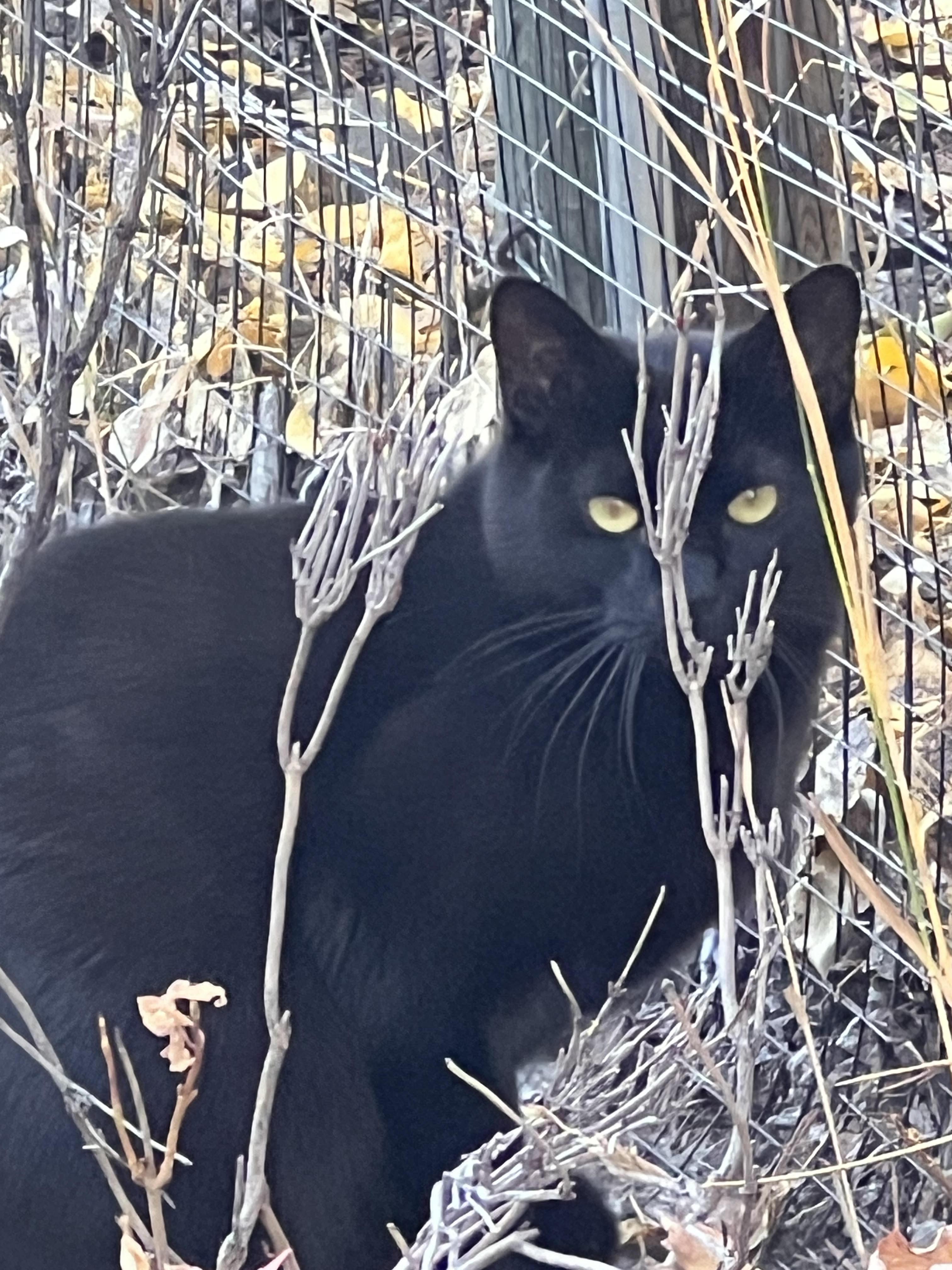 Odin - Cushy shop or barn home candidate, Adoptable, Adult Male Domestic Short Hair.