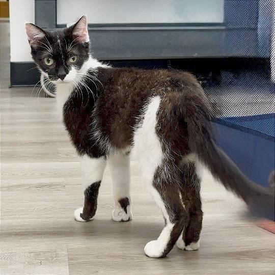 Betsy, Adoptable, Young Female Domestic Short Hair.