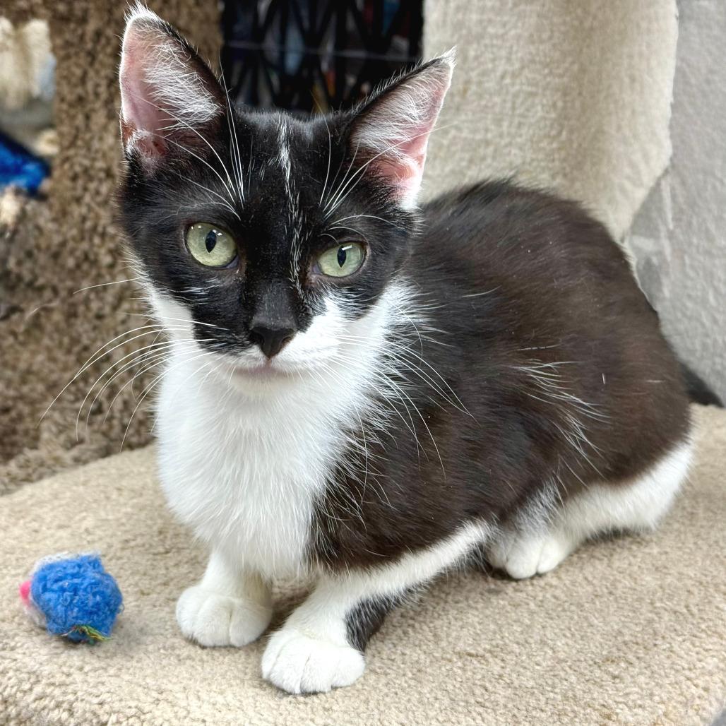 Betsy, a Adoptable Domestic Short Hair in Pleasant Hill, CA image 2/6