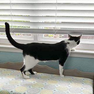 Betsy, a Adoptable Domestic Short Hair in Pleasant Hill, CA image 3/6