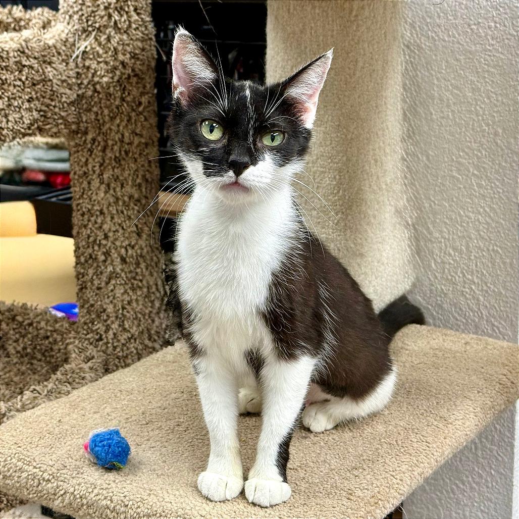 Betsy, a Adoptable Domestic Short Hair in Pleasant Hill, CA image 4/6