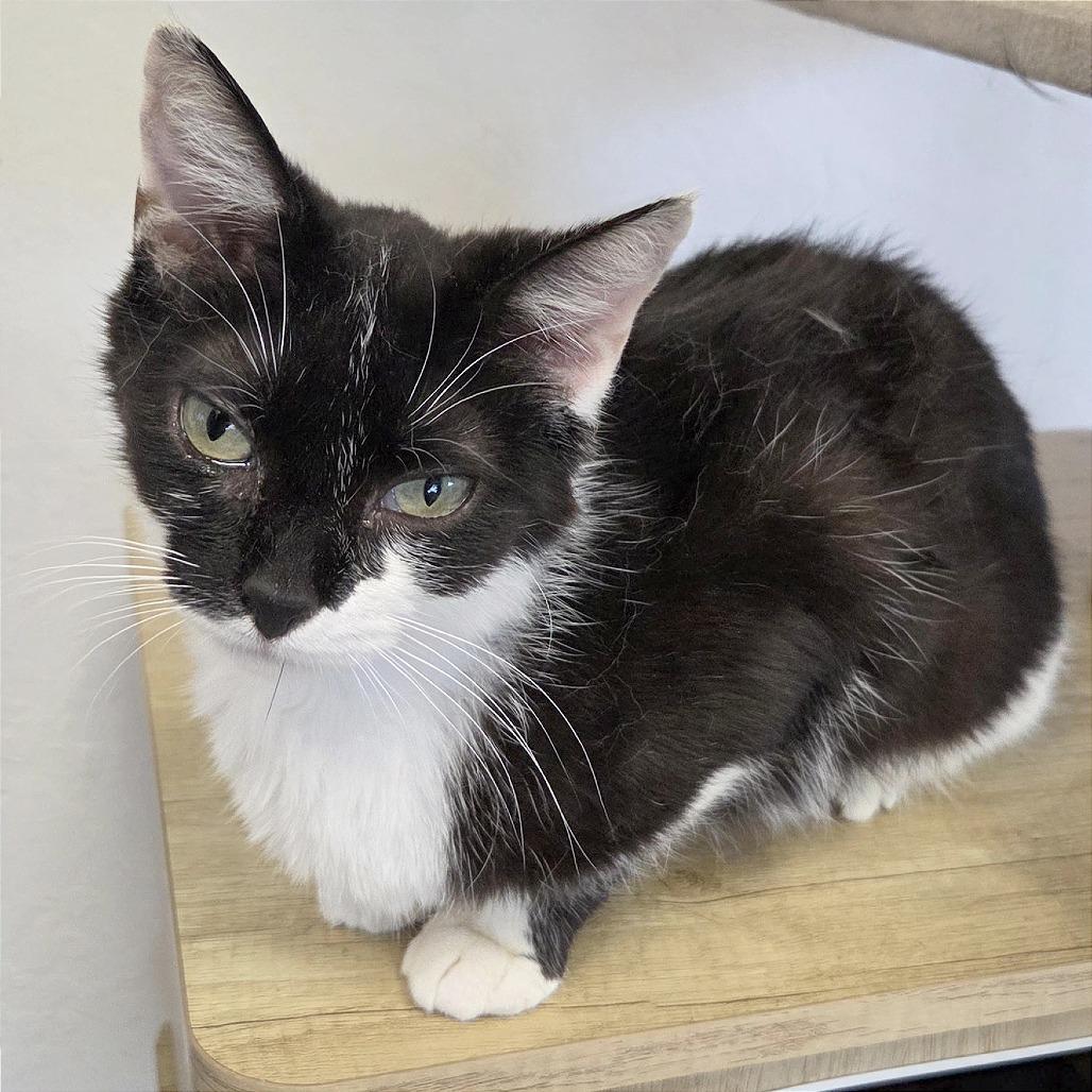 Betsy, a Adoptable Domestic Short Hair in Pleasant Hill, CA image 5/6