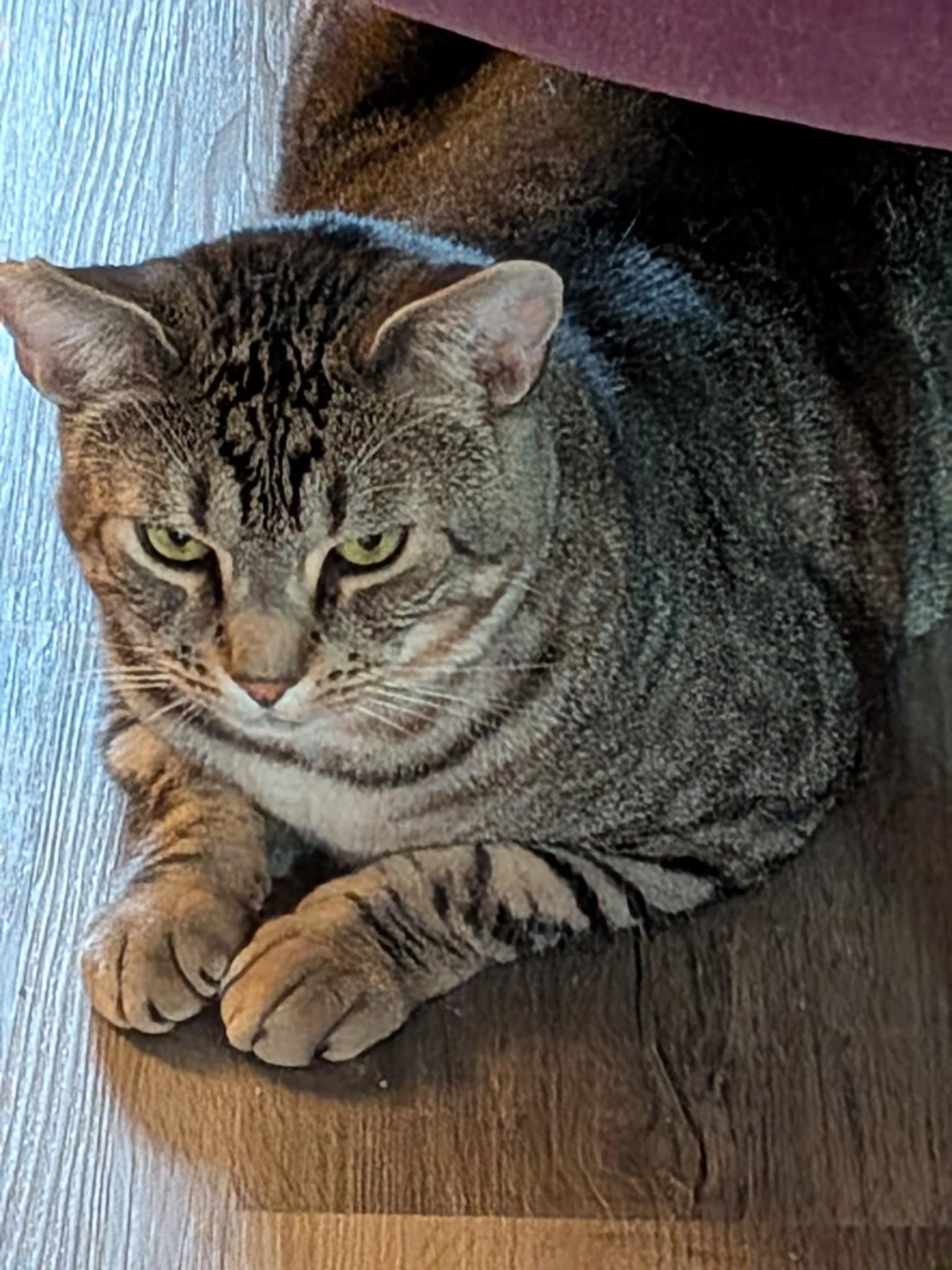 Sarge (adopt by owner)