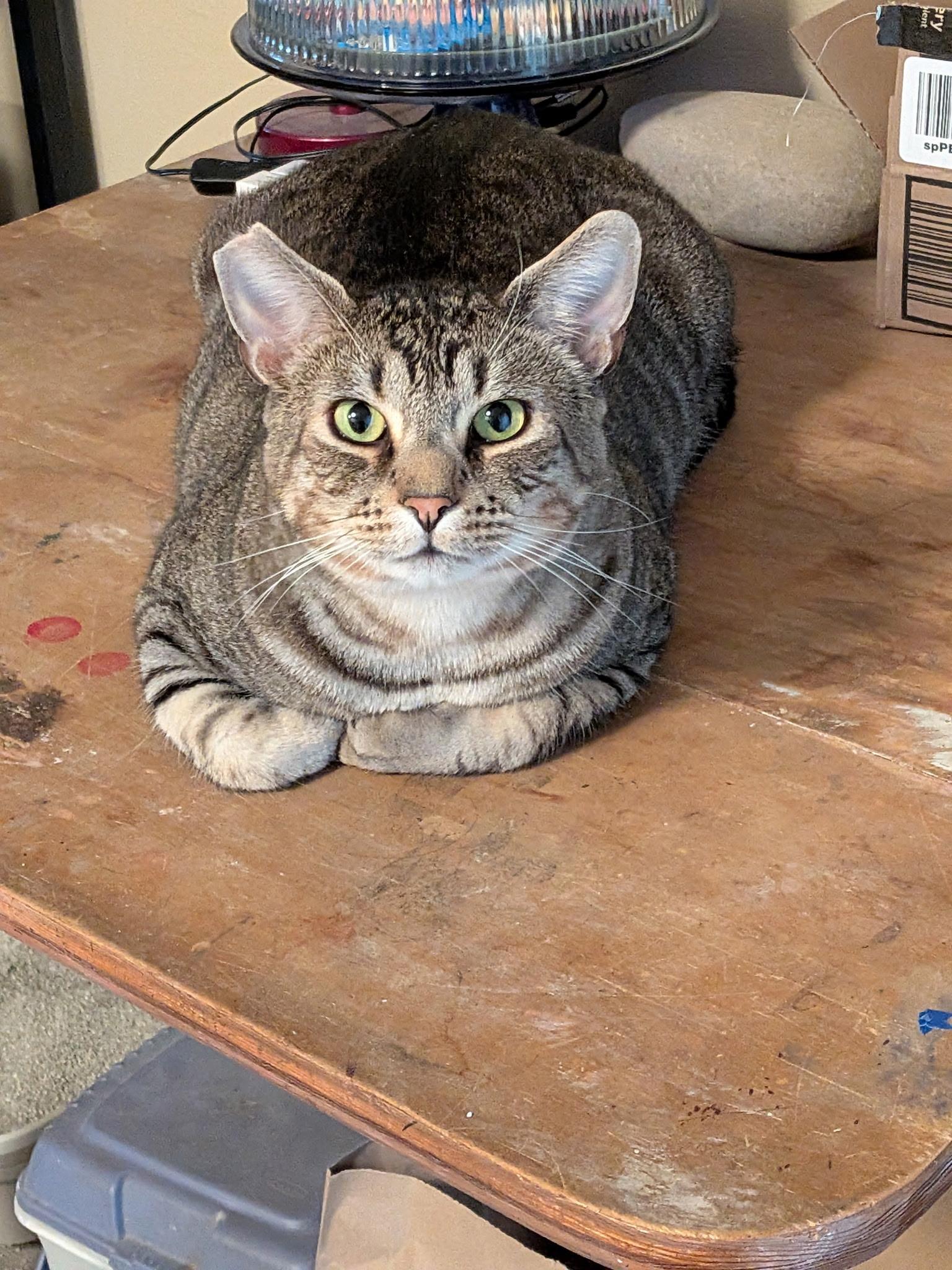 Sarge (adopt by owner)