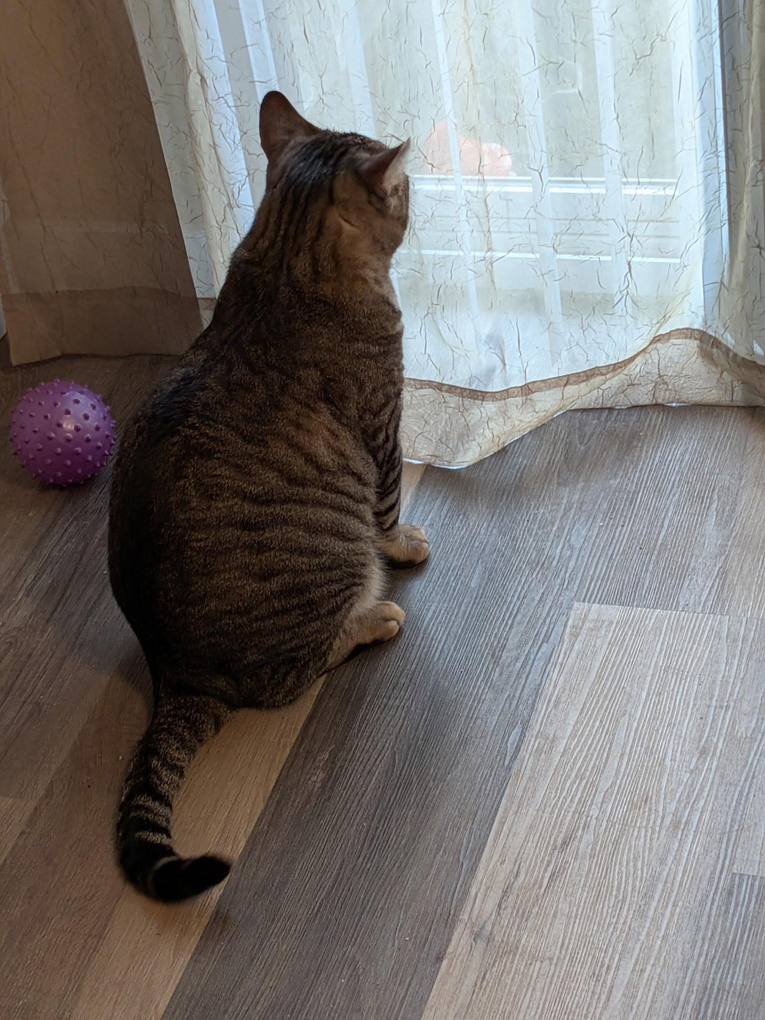 Sarge (adopt by owner)