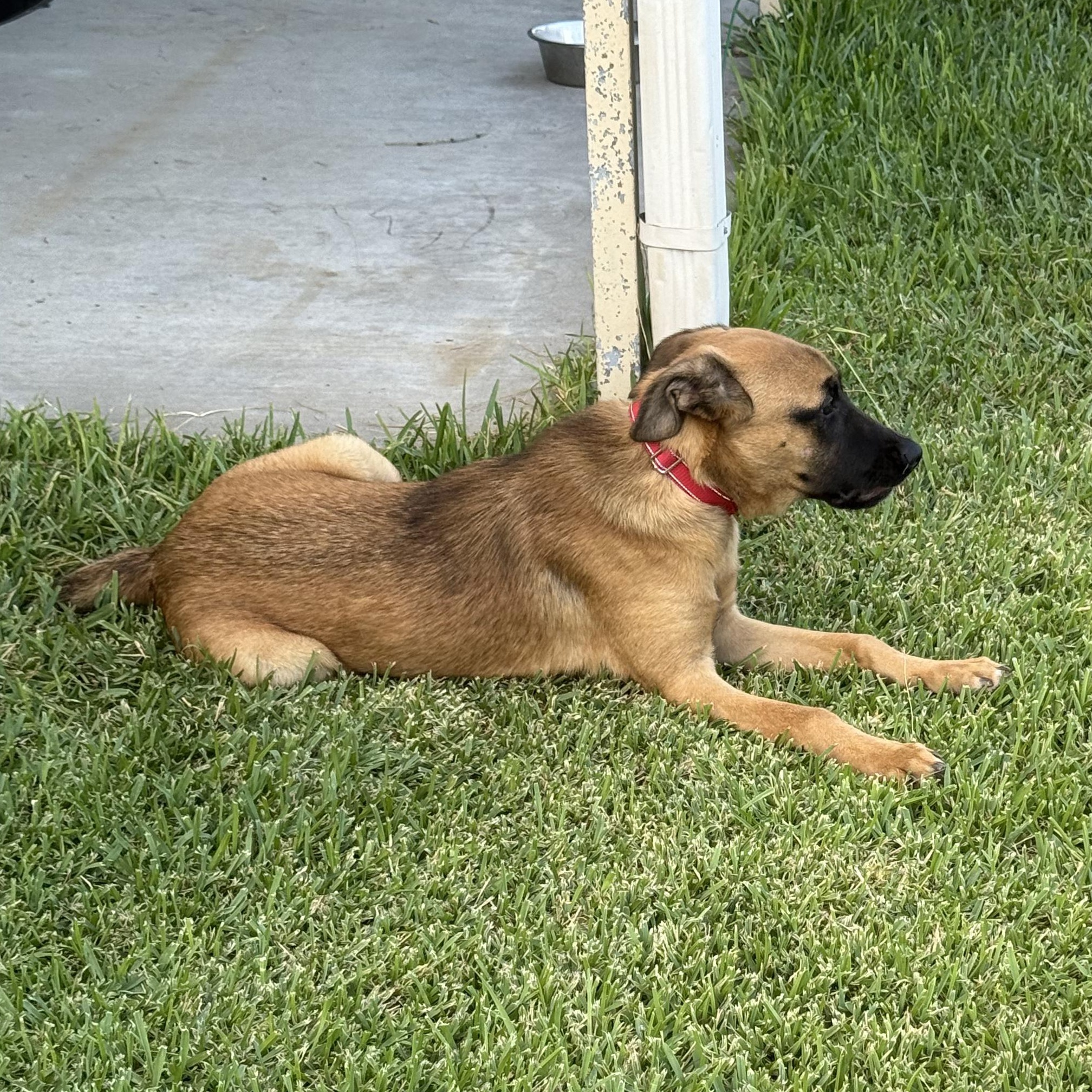 Enlarge MILO, a Adopted mixed breed in Weatherford, TX image 3/5