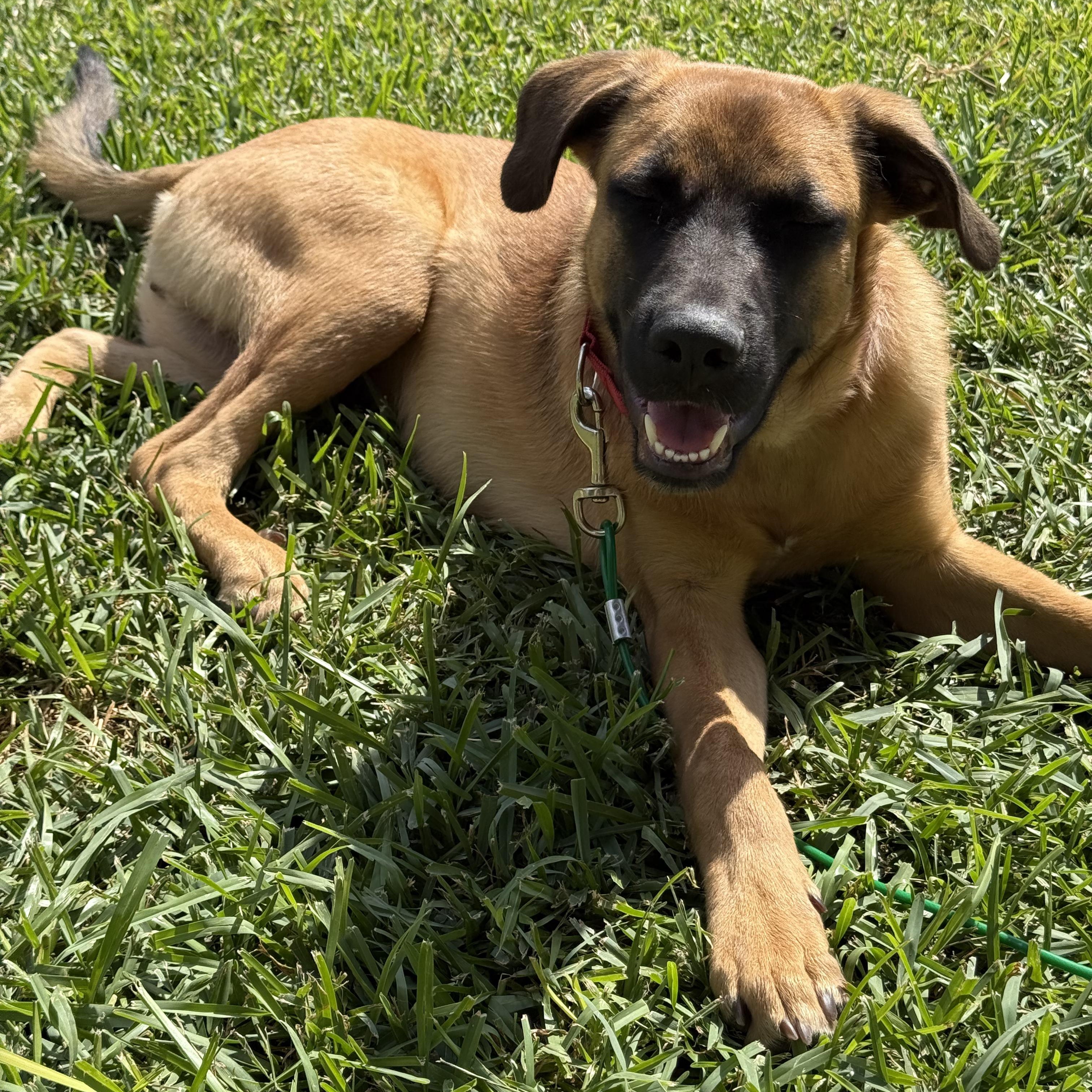 Enlarge MILO, a Adopted mixed breed in Weatherford, TX image 4/5