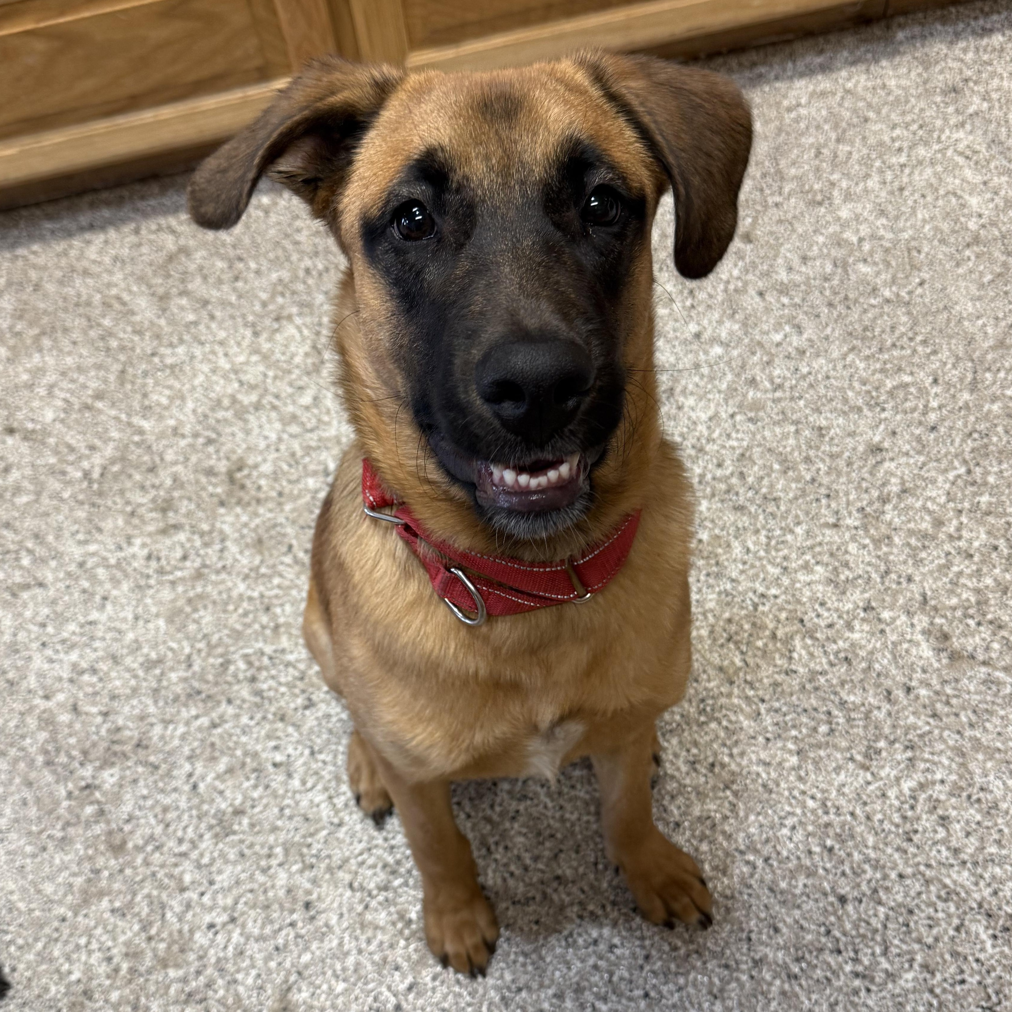 Enlarge MILO, a Adopted mixed breed in Weatherford, TX image 1/5