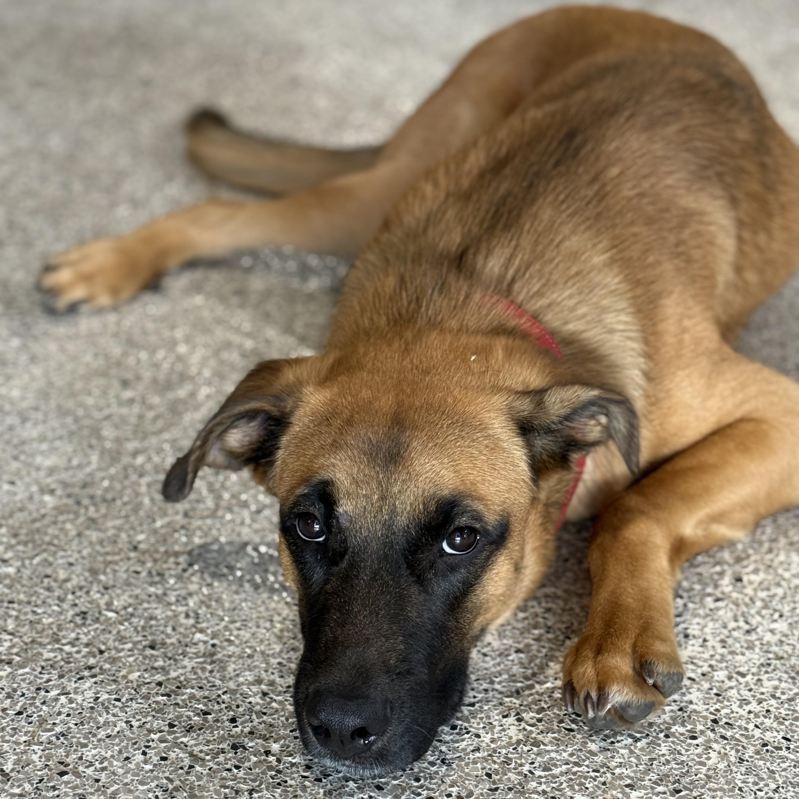 Enlarge MILO, a Adopted mixed breed in Weatherford, TX image 2/5