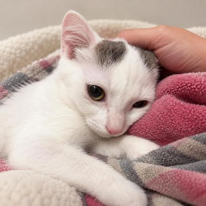 Banjo Prioulx, adopt with Tuba, Adoptable, Kitten Female Domestic Short Hair & Domestic Short Hair.