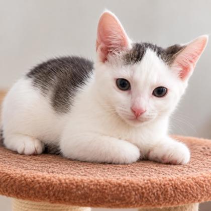 Enlarge Banjo Prioulx, adopt with Tuba, a Adoptable mixed breed in Hudson, MA image 2/3
