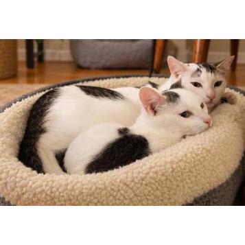 Enlarge Banjo Prioulx, adopt with Tuba, a Adoptable mixed breed in Hudson, MA image 3/3
