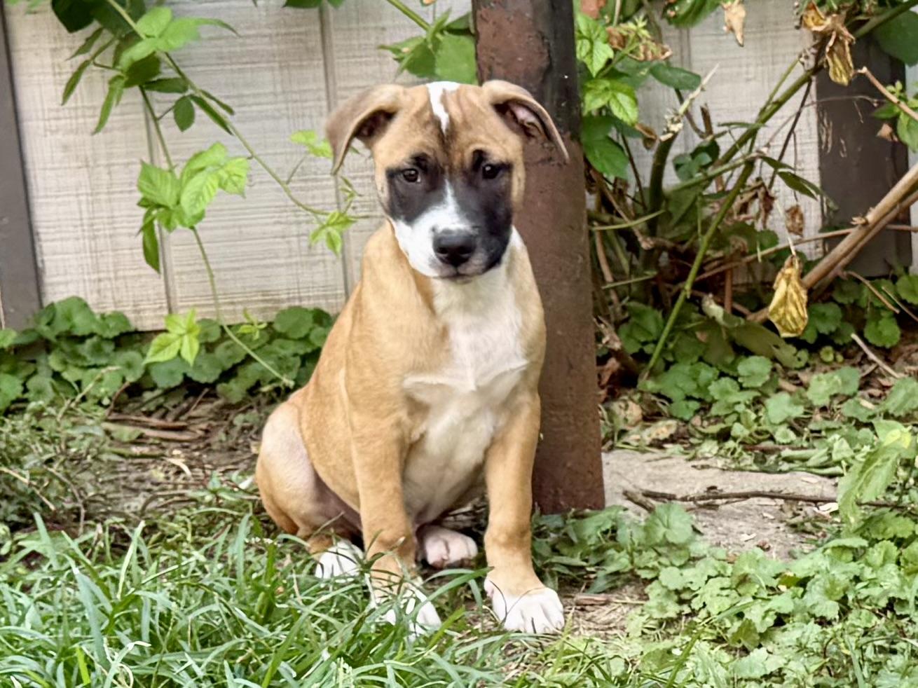 Olsen, ADOPTABLE, Puppy Male Mixed Breed.