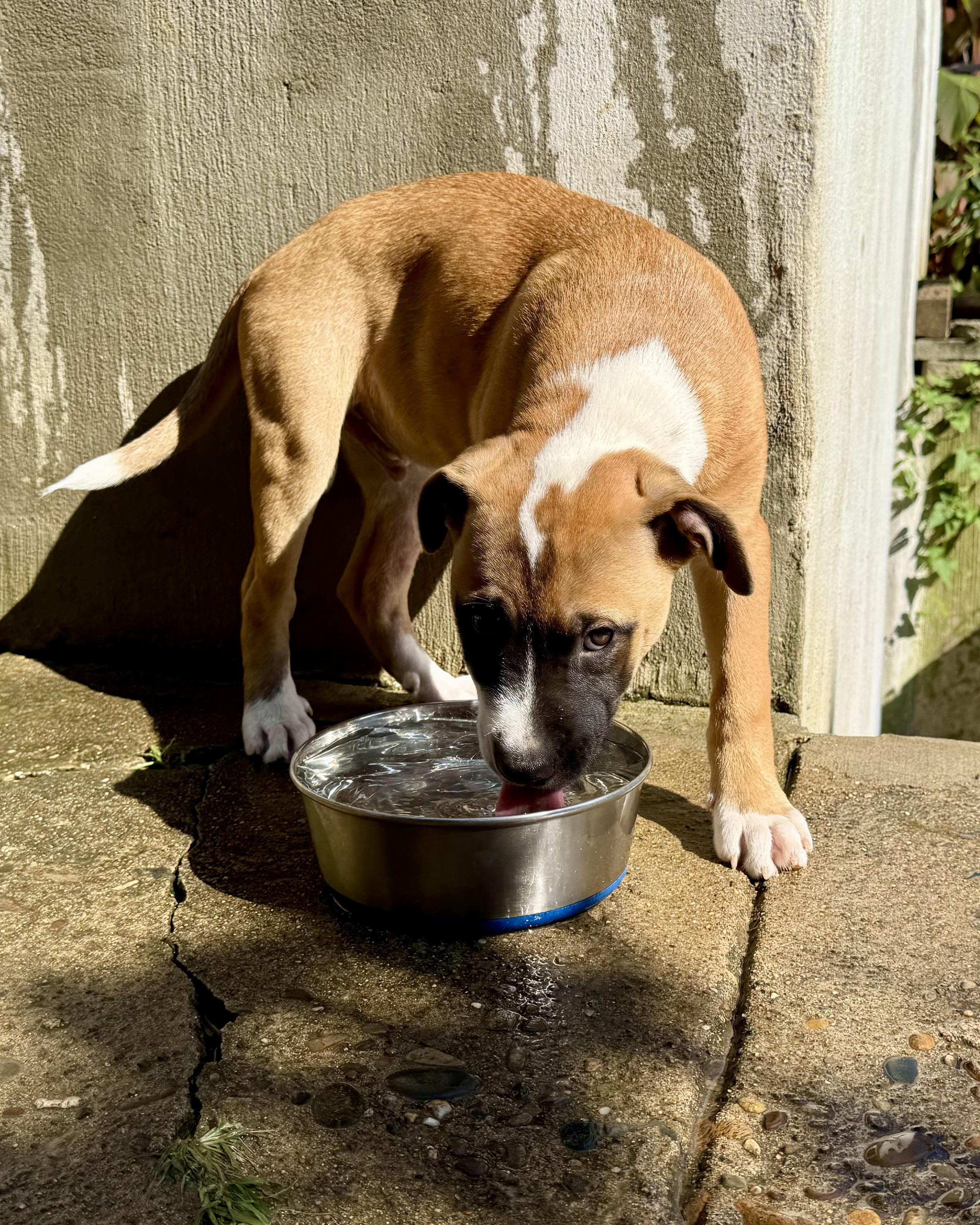 Olsen, a ADOPTABLE Mixed Breed in Louisville, KY image 5/5