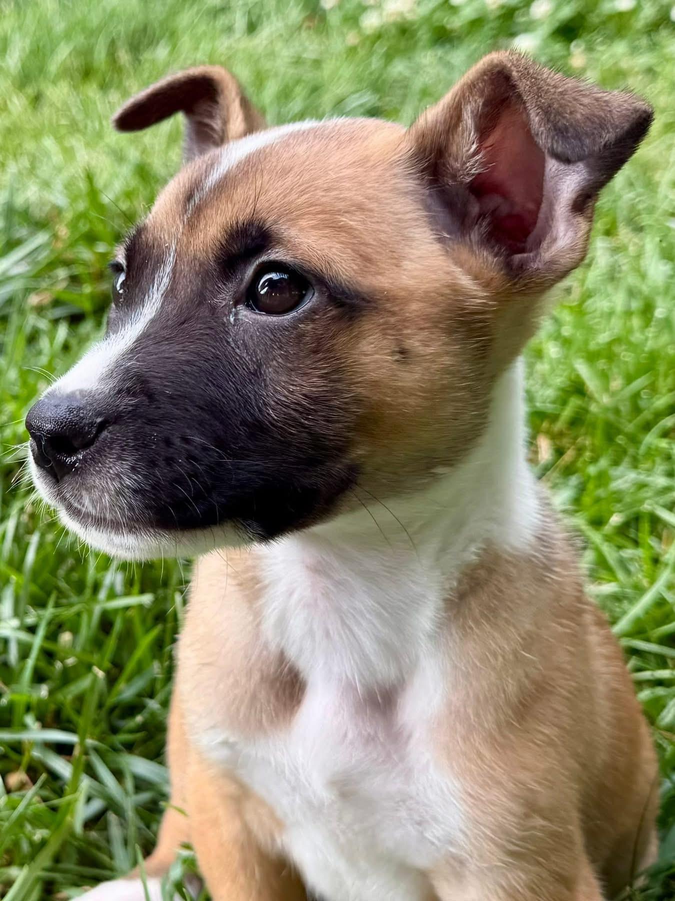 Enlarge Olsen, a ADOPTABLE Mixed Breed in Louisville, KY image 1/3