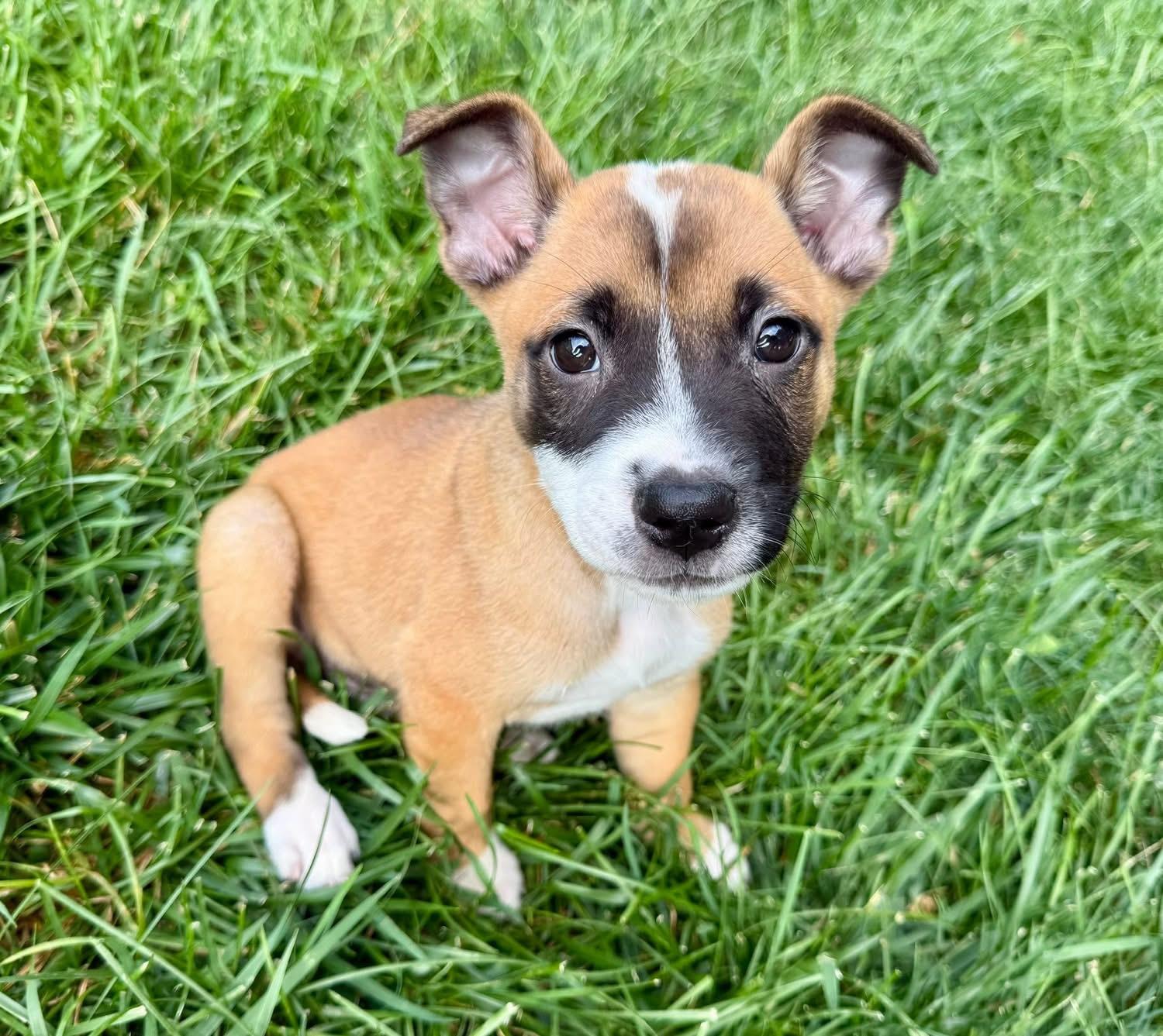 Enlarge Olsen, a ADOPTABLE Mixed Breed in Louisville, KY image 3/3