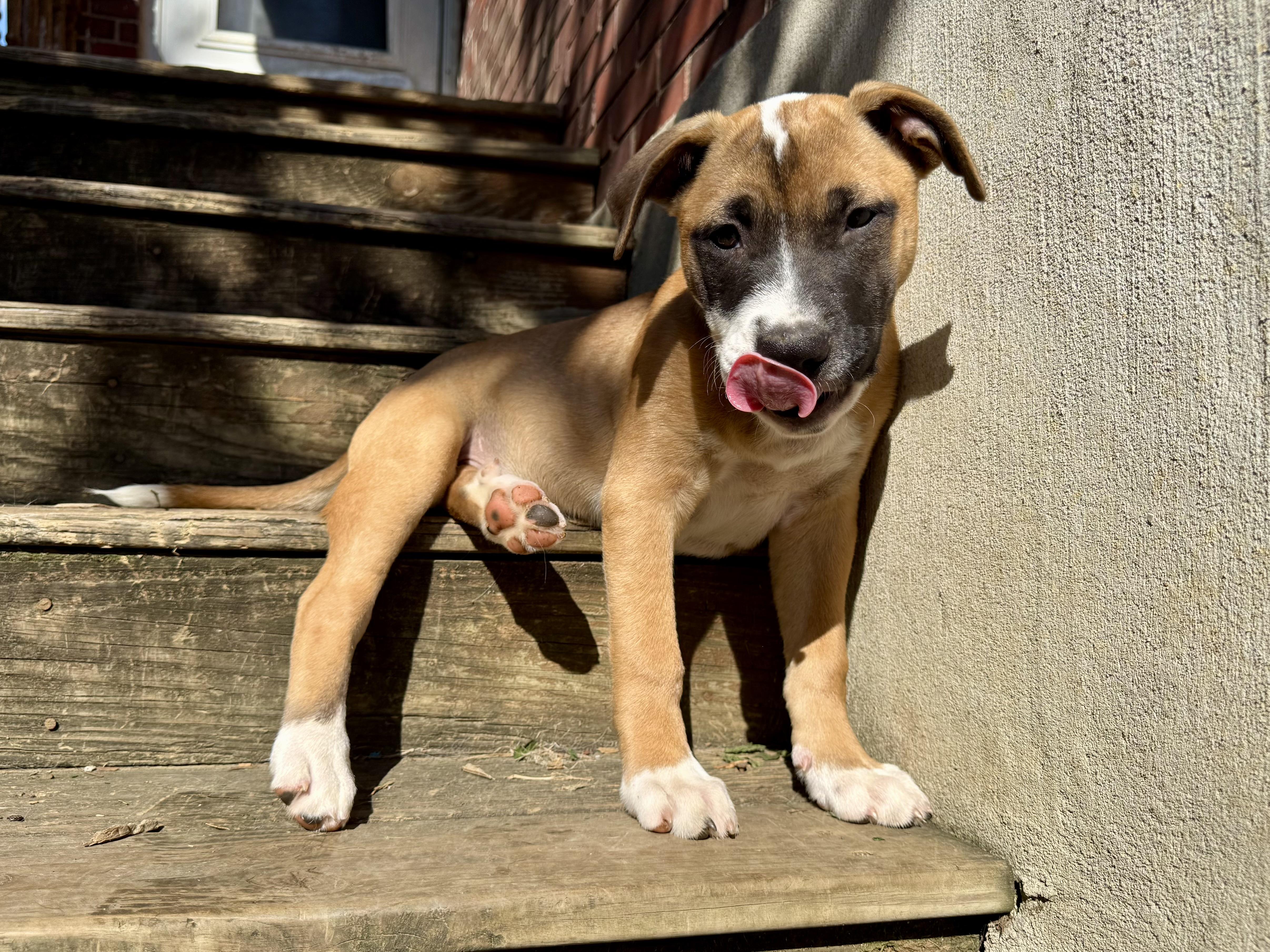 Olsen, a ADOPTABLE Mixed Breed in Louisville, KY image 4/5
