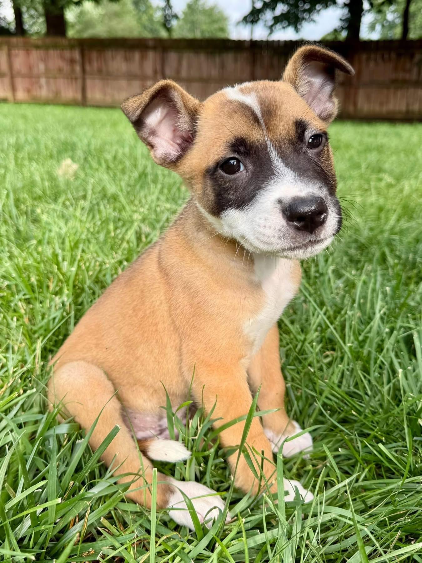 Enlarge Olsen, a ADOPTABLE Mixed Breed in Louisville, KY image 2/3