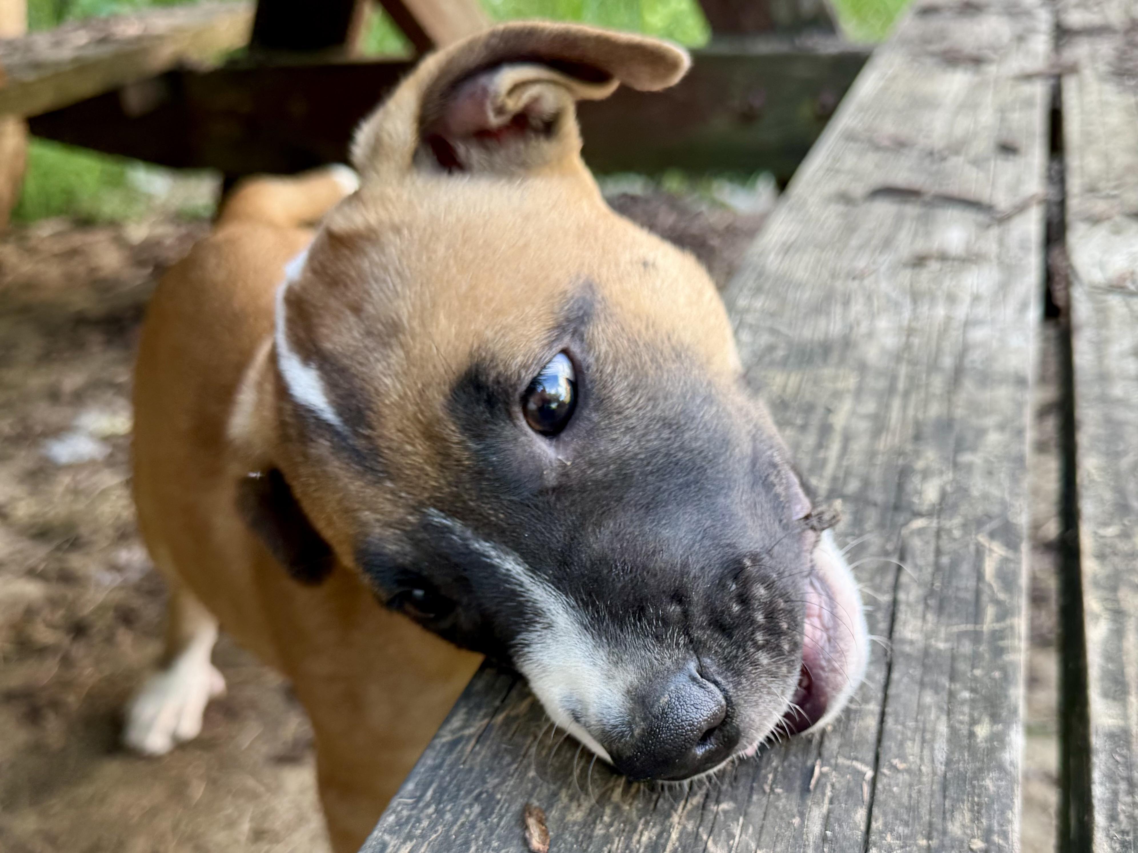 Olsen, a ADOPTABLE Mixed Breed in Louisville, KY image 3/5