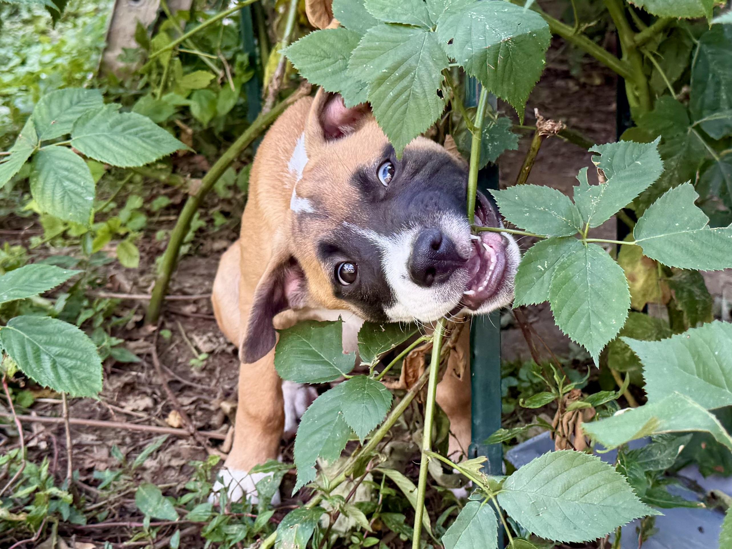 Olsen, a ADOPTABLE Mixed Breed in Louisville, KY image 2/5