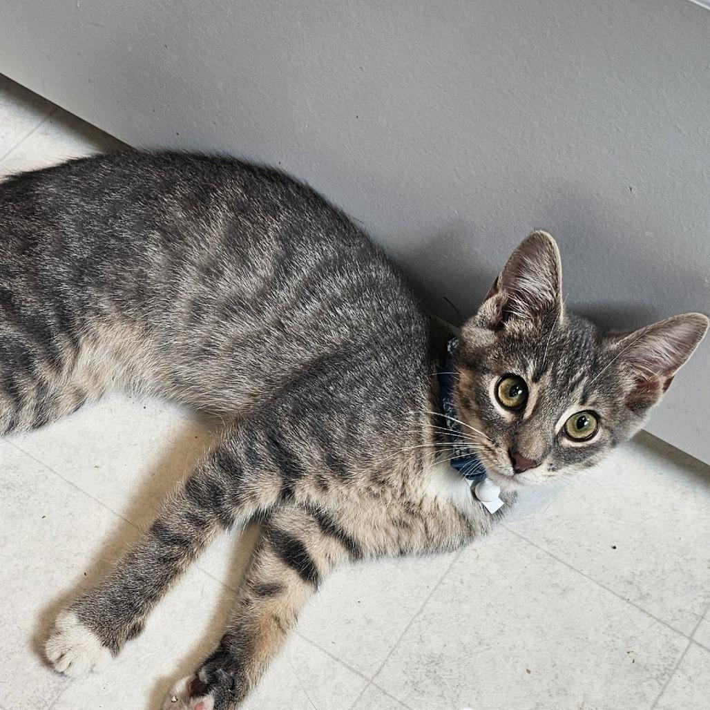 Enlarge Firecracker, a Adoptable Domestic Short Hair in Cincinnati, OH image 1/3
