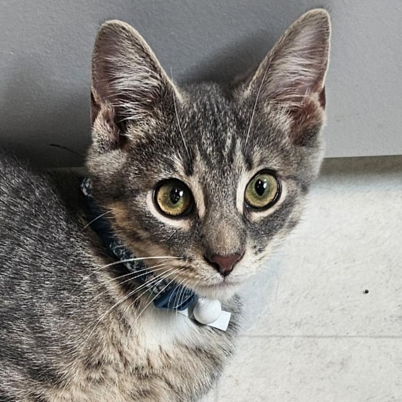 Enlarge Firecracker, a Adoptable Domestic Short Hair in Cincinnati, OH image 2/3