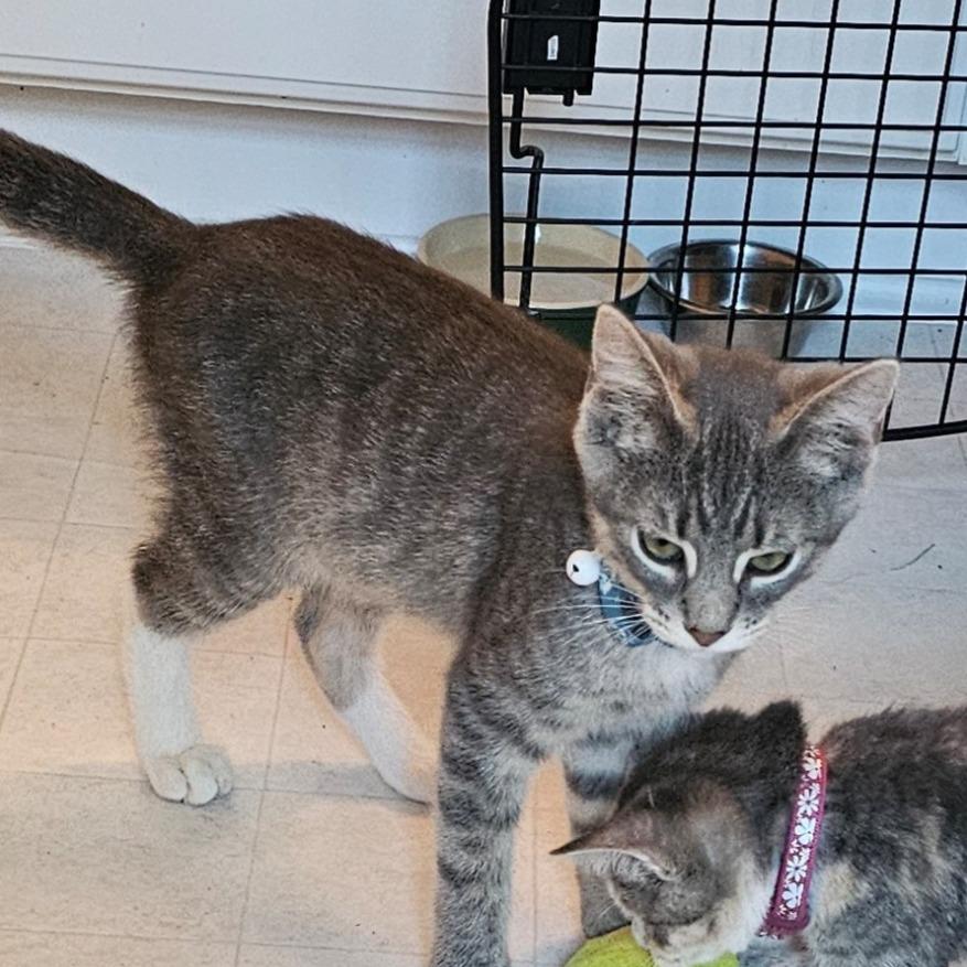 Enlarge Firecracker, a Adoptable Domestic Short Hair in Cincinnati, OH image 3/3