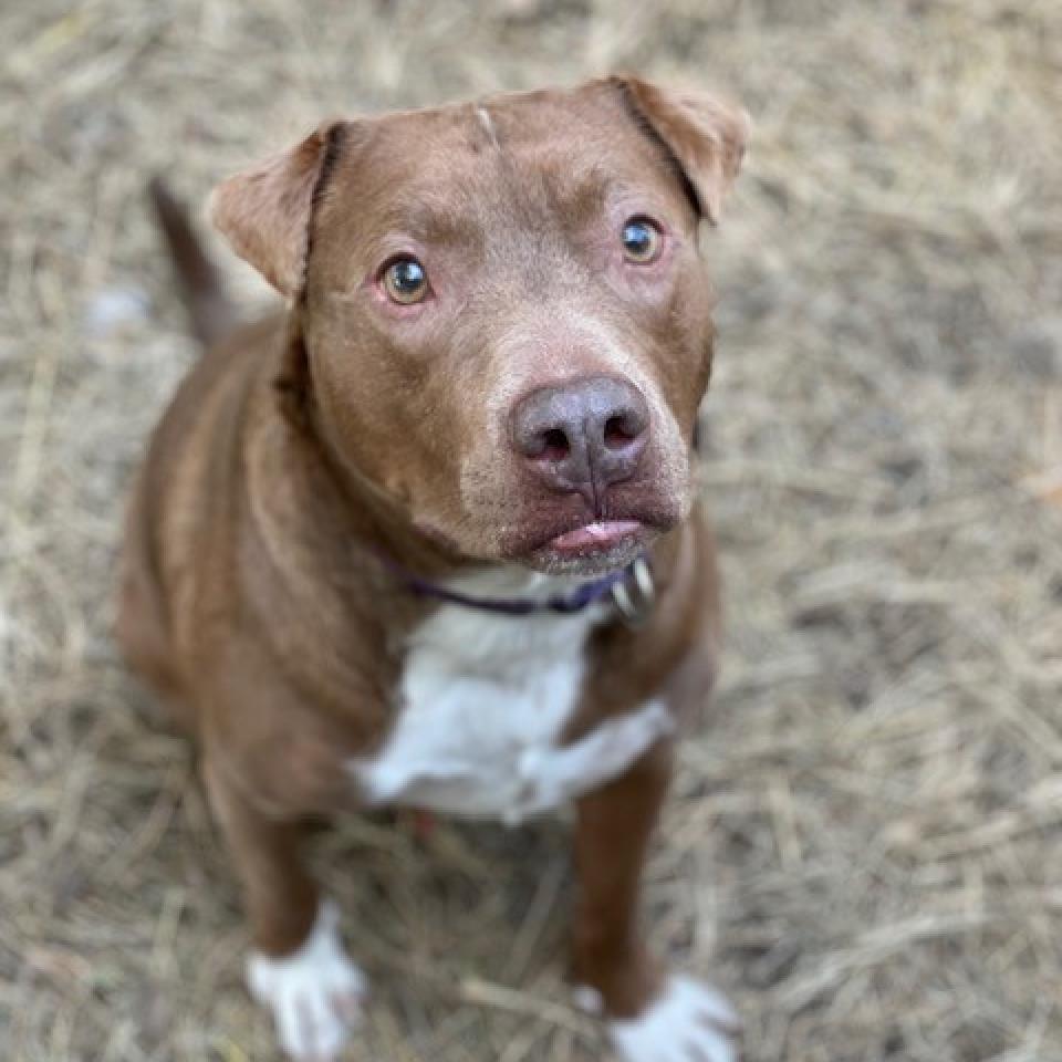 Teddy — thumbnail 4