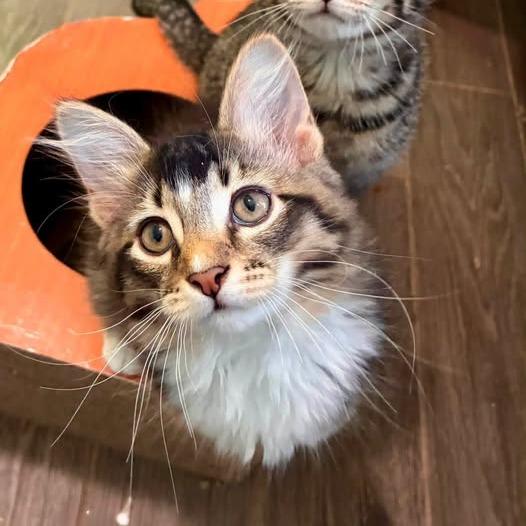 Potsie, Adoptable, Kitten Male Domestic Long Hair.