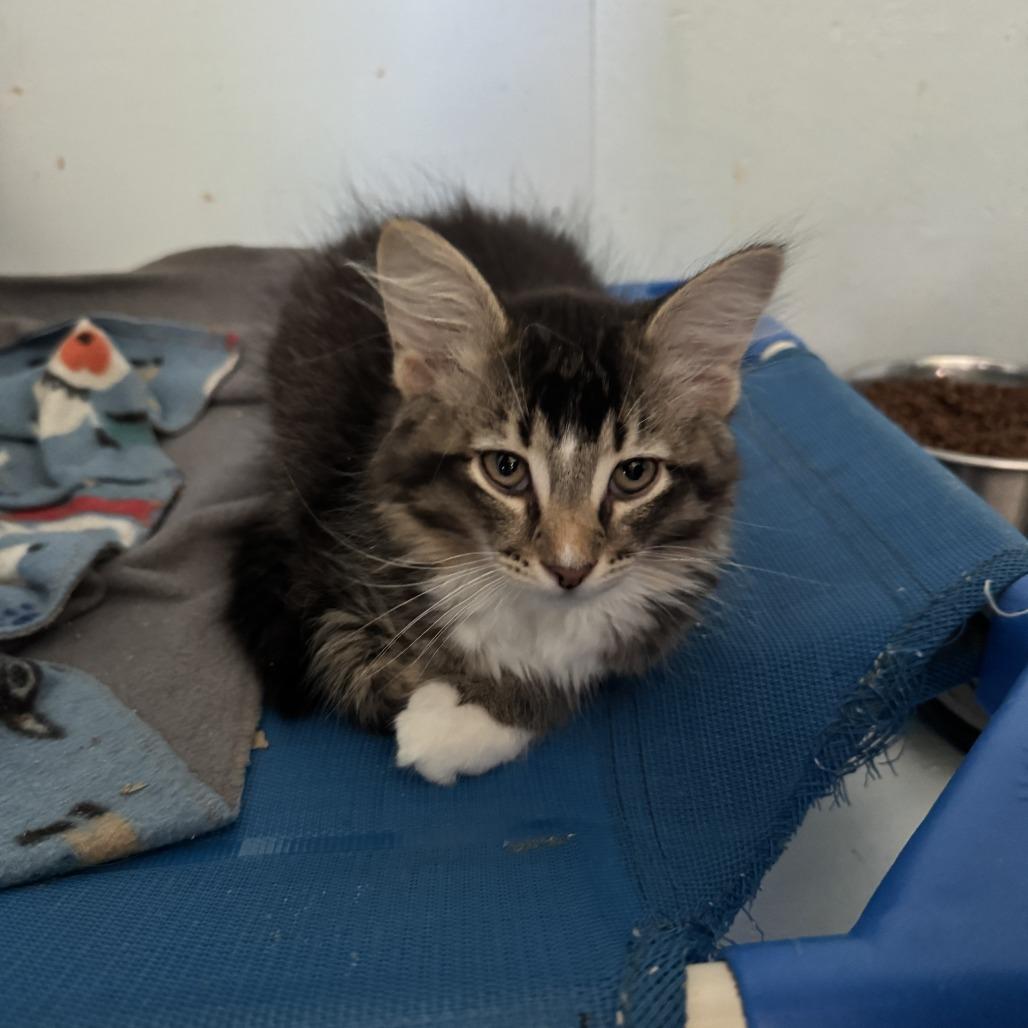 Potsie, a Adoptable Domestic Long Hair in Richland, MI image 2/4